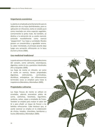 Producción de Plantas Medicinales
28
Importancia económica
La planta es empleada prioritariamente para la
obtención de sus hojas deshidratadas, para su
aplicación en infusiones, tanto en estado puro
como mezclada con otras especies vegetales,
comúnmente la yerba mate. Así también, se
destina a la extracción de su aceite esencial,
conocido mundialmente como esencia
“peppermint”. Sus hojas y sumidades florales
poseen un característico y agradable aroma.
Su sabor mentolado, al principio picante deja
luego una sensación refrescante en la boca
(Curioni y Arizio 2006).
Uso medicinal tradicional
Laparteaéreaeninfusiónseusaparaafecciones
del corazón, como calmante, estomáquico,
digestivo, contra la tos y parásitos intestinales
(Pin y Céspedes 2009).
Las hojas de menta en infusión, así como
el aceite en esencia, tienen propiedades
digestivas, estimulantes, carminativas,
diuréticas, antisépticas. Las inflorescencias
terminales secas se emplean para tratar la
inapetencia (Mendiola y Montalban 2009).
Propiedades culinarias
Las hojas frescas de menta se utilizan en
ensaladas, además aromatizan platos de
carne, salchichas, brochetas, legumbres,
verduras, salsas, sopas y ensaladas de frutas.
También se emplea para realzar el sabor del
té o para añadir un toque de frescor a las
bebidas refrescantes. Cabe destacar que, el
aceite esencial se emplea en la elaboración
de chicles, helados, chocolates, bombones y
licores (Mendiola y Montalban 2009).
 