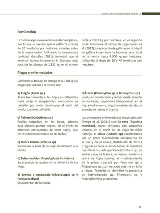 Cultivo de menta’i (Mentha X Piperita L.)
33
Fertilización
Lamentaexigeunsueloricoenmateriaorgánica,
por lo que es preciso aplicar estiércol a razón
de 20 toneladas por hectárea, inclusive antes
de la implantación. Utilizando la mencionada
cantidad, González (2011) demostró que el
estiércol bovino incrementa la biomasa seca
total de las plantas de 1.323 kg en el primer
corte a 3.026 kg por hectárea, en el segundo
corte. Conforme al trabajo de Leguizamón et
al. (2012), la aplicación de gallinaza o estiércol
de gallina incrementa la biomasa seca total
de la menta hasta 4.000 kg por hectárea,
utilizando la dosis de 20 y 40 toneladas por
hectárea.
Plagas y enfermedades
Conforme al trabajo de Orrego et al. (2011), las
plagas que atacan a la menta son:
a) Pulgón (Aphis sp.)
Ataca fuertemente a las hojas enrollándolas
hacia abajo y arrugándolas, reduciendo su
tamaño, por ende disminuyen el valor del
producto comercializable.
b) Tajherei (Caliothrips sp.)
Realiza raspadura en las hojas, además
deja algunos puntos negros. En el envés se
observan excresencias de color negro, que
corresponden al residuo de las ninfas.
c) Mosca blanca (Bemisia sp)
Succionan la savia de la hojas debilitando a la
planta.
d) Falso medidor (Pseudoplusia includens)
Su presencia es ocasional, se alimenta de las
hojas.
e) Lembu o escarabajo (Maecolaspis sp y
Paralauca dives)
Se alimentan de las hojas.
f) Ácaros (Panonychus sp. y Tetranychus sp.)
producendecoloraciónyreduccióndeltamaño
de las hojas, raspaduras blanquecinas en el
haz, enrollamiento, engrosamiento, dando un
aspecto de rigidez al órgano.
Las principales enfermedades reportadas por
Orrego et al. (2011) son: la roya (Puccinia
menthae), cuyos síntomas son pequeñas
lesiones en el envés de las hojas de color
naranja; el Oidio (Oidium sp) caracterizada
por un polvo pulverulento blanquecino en
el haz y en el envés, distribuido de forma
irregular en toda la lámina foliar; las manchas
necróticascausadasporColletotrichumsp.,en
ambas caras de la hoja, con mayor incidencia
sobre las hojas basales; el marchitamiento
de la planta causada por Fusarium sp. y
Rhizoctonia sp., con necrosis externa en tallo
y raíces. También se identificó la presencia
de Botryodiplodia sp.; Phomopsis sp. y
Macrophomina phaseolina.
 