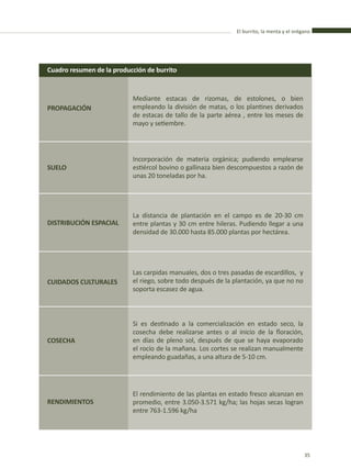 El burrito, la menta y el orégano
35
PROPAGACIÓN
SUELO
DISTRIBUCIÓN ESPACIAL
CUIDADOS CULTURALES
COSECHA
RENDIMIENTOS
Cuadro resumen de la producción de burrito
Mediante estacas de rizomas, de estolones, o bien
empleando la división de matas, o los plantines derivados
de estacas de tallo de la parte aérea , entre los meses de
mayo y setiembre.
Incorporación de materia orgánica; pudiendo emplearse
estiércol bovino o gallinaza bien descompuestos a razón de
unas 20 toneladas por ha.
La distancia de plantación en el campo es de 20-30 cm
entre plantas y 30 cm entre hileras. Pudiendo llegar a una
densidad de 30.000 hasta 85.000 plantas por hectárea.
Las carpidas manuales, dos o tres pasadas de escardillos, y
el riego, sobre todo después de la plantación, ya que no no
soporta escasez de agua.
Si es destinado a la comercialización en estado seco, la
cosecha debe realizarse antes o al inicio de la floración,
en días de pleno sol, después de que se haya evaporado
el rocío de la mañana. Los cortes se realizan manualmente
empleando guadañas, a una altura de 5-10 cm.
El rendimiento de las plantas en estado fresco alcanzan en
promedio, entre 3.050-3.571 kg/ha; las hojas secas logran
entre 763-1.596 kg/ha
 