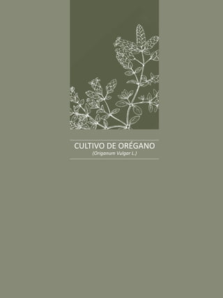 El burrito, la menta y el orégano
39
CULTIVO DE ORÉGANO
(Origanum Vulgar L.)
 