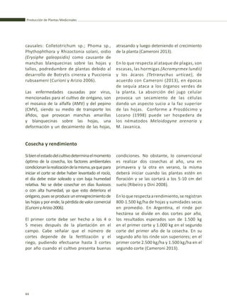 Producción de Plantas Medicinales
44
atrasando y luego deteniendo el crecimiento
de la planta (Cameroni 2013).
En lo que respecta al ataque de plagas, son
escasas, las hormigas (Acromyrmex lundii)
y los ácaros (Tetranychus urticae), de
acuerdo con Cameroni (2013), en épocas
de sequía ataca a los órganos verdes de
la planta. La absorción del jugo celular
provoca un secamiento de las células
dando un aspecto sucio a la faz superior
de las hojas. Conforme a Prosdócimo y
Lozano (1998) puede ser hospedera de
los nématodos Meloidogyne arenaria y
M. Javanica.
Cosecha y rendimiento
Sibienelestadodelcultivodeterminaelmomento
óptimo de la cosecha, los factores ambientales
condicionanlarealizacióndelamisma,yaquepara
iniciar el corte se debe haber levantado el rocío,
el día debe estar soleado y con baja humedad
relativa. No se debe cosechar en días lluviosos
o con alta humedad, ya que esto deteriora el
orégano, pues se produce un ennegrecimiento de
las hojas y por ende, la pérdida de valor comercial
(CurioniyArizio2006).
El primer corte debe ser hecho a los 4 o
5 meses después de la plantación en el
campo. Cabe señalar que el número de
cortes depende de la fertilización y el
riego, pudiendo efectuarse hasta 3 cortes
por año cuando el cultivo presenta buenas
causales: Colletotrichum sp.; Phoma sp.,
Phythophthora y Rhizoctonia solani, oidio
(Erysiphe galeopsidis) como causante de
manchas blanquecinas sobre las hojas y
tallos, podredumbre de plantas debido al
desarrollo de Botrytis cinerea y Puccionia
rubsaameni (Curioni y Arizio 2006).
Las enfermedades causadas por virus,
mencionadas para el cultivo de orégano, son
el mosaico de la alfalfa (AMV) y del pepino
(CMV), siendo su medio de transporte los
áfidos, que provocan manchas amarillas
y blanquecinas sobre las hojas, una
deformación y un decaimiento de las hojas,
condiciones. No obstante, lo convencional
es realizar dos cosechas al año, una en
primavera y la otra en verano, la misma
deberá iniciar cuando las plantas estén en
floración y se las cortará a los 5-10 cm del
suelo (Ribeiro y Dini 2008).
Enloquerespectaarendimiento,seregistran
800-1.500 kg/ha de hojas y sumidades secas
en promedio. En Argentina, el rinde por
hectárea se divide en dos cortes por año,
los resultados esperados son de 1.500 kg
en el primer corte y 1.000 kg en el segundo
corte del primer año de la cosecha. En su
segundo año los rinde son superiores; en el
primer corte 2.500 kg/ha y 1.500 kg/ha en el
segundo corte (Cameroni 2013).
 