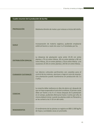 El burrito, la menta y el orégano
45
PROPAGACIÓN
SUELO
DISTRIBUCIÓN ESPACIAL
CUIDADOS CULTURALES
COSECHA
RENDIMIENTOS
Cuadro resumen de la producción de burrito
Mediante división de matas y por estacas a inicios del otoño.
Incorporación de materia orgánica; pudiendo emplearse
estiércol bovino a razón de unas 3 a 4 toneladas por ha.
La distancia de plantación varía entre 25-35 cm entre
plantas y 70 cm entre hileras, 30 cm entre plantas y 80 cm
entre hileras, 35 cm entre plantas y 75cm entre hileras y en
ocasiones 25-30 cm entre plantas y 30-50 cm entre hileras.
Las labores culturales pertinentes son carpidas para el
control de las malezas, aporque y riego en caso de sequías.
Una plantación puede mantenerse en producción de 2 a
3 años.
La cosecha debe realizarse en días de pleno sol, después de
que se haya evaporado el rocío de la mañana. El primer corte
debe ser hecho a los 4 o 5 meses después de la plantación
en el campo, pudiendo efectuarse hasta 2 cortes por año, la
misma deberá iniciar cuando las plantas estén en floración y
se las cortará a los 5-10 cm del suelo.
El rendimiento de las plantas se registra en 800-1.500 kg/ha
de hojas y sumidades secas en promedio.
 