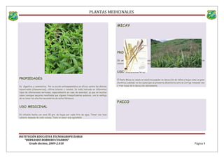 PLANTAS MEDICINALES
PROPIEDADES
Es digestiva y carminativa. Por su acción antiespasmódica es eficaz contra los dolores
menstruales (dismenorrea), cólicos biliares y renales. Se halla indicada en diferentes
tipos de alteraciones nerviosas, especialmente en caso de ansiedad, ya que en muchos
casos consigue mejores resultados que algunos tranquilizantes químicos, con la ventaja
de no tener los efectos secundarios de estos fármacos.
USO MEDICINAL
En infusión hecha con unos 30 grs. de hojas por cada litro de agua. Tomar una taza
caliente después de cada comida. Tiene un sabor muy agradable
MICAY
PROPIEDADES
Es un extraordinario diurético e anti inflamatorio de los riñones. En casos de
embarazo es medicina preventiva para evitar la albuminuria. .
USO MEDICINAL
El Pasto Micay es usado en medicina popular en decocción de tallos y hojas como un gran
diurético, además, en los casos que se presenta albuminuria esto se corrige tomando dos
o tres tazas de la decocción diariamente.
PAICO
INSTITUCIÓN EDUCATIVA TECNOAGROPECUARIA
“HERNANDO BORRERO CUADROS”
Grado decimo, 2009-2.010 Página 9
 