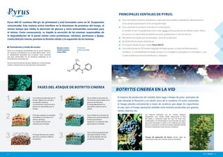 PYRUS | FUNGICIDA | 32 |
Pyrus 400 SC contiene 400 g/L de pirimetanil y está formulado como un SC (Suspensión
concentrada). Esta materia activa interfiere en la biosíntesis de proteinas del hongo, al
mismo tiempo que inhibe la absorción de glucosa y otros aminoácidos esenciales para
el mismo. Como consecuencia, se impide la secreción de las enzimas responsables de
la degradadación de la pared celular como proteinasas, celulasas, pectinasas y lacasa.
Contra Botrytis cinerea, previene la división celular y la expansión de las lesiones.
Formulación y modo de acción:
Pyrus es un fungicida caracterizado por su acción sistémica,
de contacto y translaminar con un gran efecto vapor . Pyrus
es rápidamente absorbido por la planta. Pyrus presenta
una gran selectividad con las levaduras implicadas en la
fermentación natural del vino.
Pyrus es una formulación de gran calidad con un fuerte poder
curativo, situado entre los más efectivos contra botritis.
	 Pyrus tiene efecto sistémico, translaminar y vapor que hace posible la redistribución del producto en
zonas donde la pulverización no ha conseguido llegar.
	 Pyrus está entre los productos más efectivos contra botritis.
	 Es también el único fungicida foliar activo contra lacasa, enzima producido por Botrytis cinerea. Infecta
los racimos y es responsable de pérdidas de aroma, pardeamiento y mal olor del vino.
	 Alta resistencia al lavado por lluvia pasadas 2 horas de su aplicación.
	 No pierde eficacia a bajas temperaturas.
	 Formulación líquida de gran calidad: Pyrus 400 SC.
	 Pyrus está incluido en GIP (Gestión Integrada de Plagas) gracias a su baja toxicidad para aves y
mamíferos, su compatibilidad con abejas, porque no es mutagénico, teratogénico ni cancerígeno, y por
su selectividad hacia insectos beneficiosos y artópodos.
PRINCIPALES VENTAJAS DE PYRUS:
Los enzimas producidos por el
hongo digieren la cutícula y
las paredes celulares.
Los elementos nutritivos de la
planta son absorbidos por el
hongo.
El hongo segrega un complejo
enzimático y se instala en el
interior del fruto.
Las células del fruto son
vaciadas por el hongo.
El hongo destruye las celulas
del fruto y produce millones
de esporas.
Pyrus inhibe la secreción de
las enzimas involucradas en el
proceso de infección.
El hongo no absorbe los
elementos nutritivos de la
planta.
Pyrus inhibe las secreción de
enzimas por parte de Botrytis.
El tubo germinativo
degenera. Un segundo tubo
germinativo es emitido.
Pyrus evita la progresión del
tubo germinativo. El fruto
no resulta dañado. No hay
producción de esporas.
Nombre común: 		 Pirimetanil
Familia química: 		 Anilino-pirimidas
Grupo FRAC : 		 9
H C3
CH3
H
N
N
N
FASES DEL ATAQUE DE BOTRYTIS CINEREA
Los órganos afectados son los racimos (ataques
tempranos), uvas, brotes verdes (desecación al final
del brote) y raramente hojas (en caso de lluvia muy
continuada). Si la climatología es muy húmeda, las bayas
que están infectadas se abren y son cubiertas por moho
gris en su superficie. La infeccion puede expandirse desde
los frutos colindantes hasta racimos completos.
Tiempo de aplicación de Pyrus: desde caída de
capuchones hasta tres semanas antes de vendimia.
BOTRYTIS CINEREA EN LA VID
El máximo de producción de conidias tiene lugar a finales de junio- principios de
julio (durante la floración) y en otoño cerca de la vendimia. En estos momentos
el hongo penetra activamente a través de cicatrices que dejan los capuchones
al caer, pero el hongo aprovecha también otras lesiones producidas por granizo,
viento, insectos, etc.
 