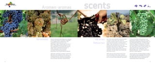 Vinos y Bodegas - Vive el mediterráneo