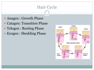 Hair Cycle
 Anagen : Growth Phase
 Catagen: Transition Phase
 Telogen : Resting Phase
 Exogen : Shedding Phase
 