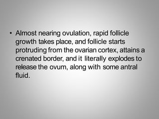 • Almost nearing ovulation, rapid follicle
growth takes place, and follicle starts
protruding from the ovarian cortex, attains a
crenated border, and it literally explodes to
release the ovum, along with some antral
fluid.
 