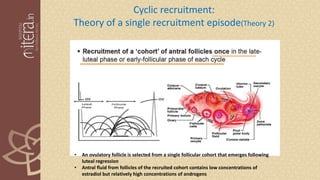 Cyclic recruitment:
Theory of a single recruitment episode(Theory 2)
• An ovulatory follicle is selected from a single follicular cohort that emerges following
luteal regression
• Antral fluid from follicles of the recruited cohort contains low concentrations of
estradiol but relatively high concentrations of androgens
 