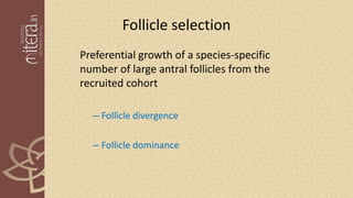 Follicle selection
Preferential growth of a species-specific
number of large antral follicles from the
recruited cohort
– Follicle divergence
– Follicle dominance
 