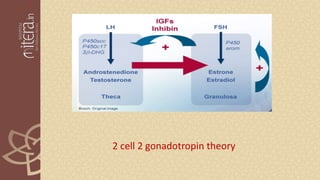2 cell 2 gonadotropin theory
 