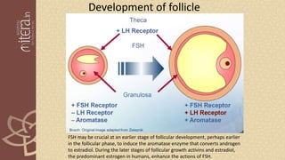Development of follicle
FSH may be crucial at an earlier stage of follicular development, perhaps earlier
in the follicular phase, to induce the aromatase enzyme that converts androgen
to estradiol. During the later stages of follicular growth activins and estradiol,
the predominant estrogen in humans, enhance the actions of FSH.
 