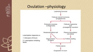 Ovulation –physiology
 