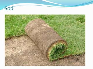 Sod
 
