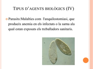 TIPUS D’AGENTS BIOLÒGICS (IV)
 Parasits:Malalties com l'anquilostomiasi, que
produeix anemia en els infectats o la sarna ala
qual estan exposats els treballadors sanitaris.
 