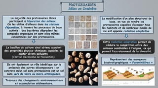 PROTOZOAIRES
Rôles et Intérêts
Représentent des marqueurs
biostratigraphiques « Foraminifères »
Traceurs des changements environnementaux
et accumulation sédimentaire.
La modification d’un plan structural de
base, en vue de rendre les
protozoaires capables d’occuper tous
les habitats et de nombreux modes de
vie est appelée radiation adaptative.
Cette radiation adaptative permet de
réduire la compétition entre des
animaux semblables à l’origine, ce qui
permet l’accroissement de la diversité.
La majorité des protozoaires libres
participent à l’épuration des milieux.
On les utilise d’ailleurs dans les stations
d’épuration, à travers les processus de boue
activée : des bactéries dégradent les
composés organiques et sont elles mêmes
consommées par des protozoaires.
Le bouillon de culture ainsi obtenu acquiert
des propriétés physico-chimiques capables de
capter divers polluants
(c’est un mécanisme de floculation).
Ils ont également un rôle bénéfique sur la
présence des autres décomposeurs : on
constate qu’un sol sans protozoaires est un sol
sans vers de terre ou micro-arthropodes.
 