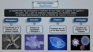 PROTOZOAIRES
Classification
La classification des protozoaires à l’intérieur du sous-règne est complexe et sujette à
discussion, elle a subit de nombreux remaniements ces dernières années.
La principale discrimination se fait en fonction de l’appareil locomoteur.
Mastigophora
Caractérisés par la
présence d’un ou
plusieurs flagelles
Sarcodina
Présence de
Pseudopodes
« Rhizopoda »
Actinopodes
Possèdent des
filipodes et des
axopodes
Ciliophora
Présences des cils
et de deux noyaux
 