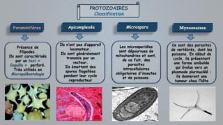 PROTOZOAIRES
Classification
Apicomplexés
Ils n’ont pas d’appareil
locomoteur.
Ils sont généralement
transmis par un
vecteur.
Ils émettent des
spores flagellées
pendant leur cycle
reproducteur
Foraminifères
Présence de
filipodes.
Ils sont caractérisés
par un test «
Coquille » perforé.
Très utilisés en
Micropaléontologie
Myxozoaires
Ce sont des parasites
de vertébrés, dont les
poissons. En début de
cycle, ils présentent
une forme amiboïde
qui évolue vers un
plasmode plurinucléé :
ils donneront une
tumeur chez l’hôte
Microspora
Les microsporidies
sont dépourvues de
mitochondries et sont,
de ce fait, des
parasites
intracellulaires
obligatoires d'insectes
et de poissons.
 