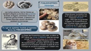 FOMARINIFERES
Historique
Les roches calcaires, tels les falaises qui
bordent la Manche ou les blocs des pyramides
de Gizeh, en Égypte, contiennent toutes une
proportion, parfois notable, d'éléments aux
formes élaborées, souvent décelables
seulement au microscope.
Il s'agit de squelettes fossilisés d'organismes
Marins les
Observés pour la première fois
au Ve siècle avant notre ère par
l'historien Hérodote
(–484; –425) dans les pyramides
d'Égypte, les foraminifères ne
sont reconnus comme organismes
vivants qu'au XVe siècle, par
Léonard de Vinci (1452-1519).
La Classe des Foraminifera a été créée, au début du
19ème siècle, par Alcide d'ORBIGNY dans son ouvrage
intitulé "Tableau méthodique de la classe des
Céphalopodes" (1826). Fondateur de la
Micropaléontologie, cet auteur décrivit plus de 1000
espèces et fut le premier à étudier le mode de vie et
l'écologie de ces petits organismes qu'il classait avec
les ammonites.
Hérodote
Léonard de Vinci
Alcide
d'Orbigny
 