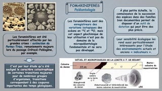 FOMARINIFERES
Paléontologie
Les foraminifères ont été
particulièrement affectés par les
grandes crises : extinction du
Permo-Trias, remaniements majeurs
lors du passage Crétacé-Paléogène,
par exemple.
C'est par leur étude qu'a été
souligné le
de certaines transitions majeures
pour de nombreux groupes
d'organismes, transitions
correspondant à des coupures
importantes des temps géologiques.
À plus petite échelle, la
connaissance de la succession
des espèces dans des familles
bien documentées permet de
disposer d'un outil de
datation qui peut être des
plus précis.
Leur sensibilité écologique les
rend aussi particulièrement
intéressants pour l'étude
des environnements actuels et
anciens « indicateurs ».
Les foraminifères sont des
enregistreurs des
variations isotopiques des
océans en 13C et 18O, mais
cet aspect géochimique de
leur utilisation n'est pas du
domaine de la
micropaléontologie
fondamentale et ne sera
pas développé.
 
