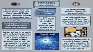 FOMARINIFERES
Caractéristiques
Ils sont des organismes
unicellulaires, libres ou fixés,
généralement marins.
Avec 5.000 espèces
vivantes et plus de
50 000 espèces
fossiles, les
foraminifères forment
un groupe d'une
extrême diversité.
Etymologie du terme
Formen = Petit trous
Ferre = Porter
Ils sont des Protozoaires qui se
distinguent par leur coquille appelée
« test », constituée de loges
successives communiquant entre elles
par des orifices appelés foramens.
Ils les fabriquent par eux-mêmes
ou en empruntant la matière
minérale à leur environnement.
Les loges sont séparées les unes des
autres par des cloisons. La dernière
loge communique avec l'extérieur par
une ou plusieurs ouvertures.
Le cytoplasme, qui emplit
entièrement toutes les loges, sort
par les ouvertures et recouvre
extérieurement le test d'où il émet
des pseudopodes filamenteux fins
granuleux et réticulés
Les pseudopodes incluent souvent des
grains ou de fines particules de
natures variées et jouent un rôle
important dans les activités vitales :
déplacement, nutrition, construction
de nouvelles loges, etc.
Leur taille est généralement
comprise entre 40 µm et 1 mm ;
certains peuvent atteindre 10 cm ou
plus. Ce sont donc pour certains
des unicellulaires géants !
Foraminifère actuel
 