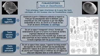 FOMARINIFERES
Tests et Classification
Tests
agglutinés
Construits à partir d'éléments prélevés au hasard ou
triés par les pseudopodes dans le sédiment, puis
cimentés par une colle organique ou par des dépôts
minéralisés de silice, de calcite ou d'oxyde de fer.
Il est de nature chitinoides ou calcitique.
Ils ont un aspect transparent vitreux, formés par
minéralisation de part et d'autre d'un moule de matière
organique déposé par les pseudopodes.
Lors de la construction d'une nouvelle loge, la paroi est
ainsi constituée de deux lamelles de calcite séparées par
le moule organique dont les glycoprotéines.
Tests
calcaire
hyalins
Tests
calcaire
porcelané
Ils ont un aspect blanc opaque, l'appareil de Golgi produit
des aiguilles de calcite, pendant que les pseudopodes
délimitent l'espace de la paroi à construire. Les aiguilles
de calcite sont transportées à l'intérieur de cet espace où
elles sont déposées dans un ordre aléatoire.
Trois principaux types structuraux de la paroi des tests
calcitiques ont été reconnus chez les Foraminifères vivants
 