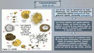 FOMARINIFERES
Cycle de vie
Les formes haploïdes sont appelés gamontes.
Ceux-ci donnent, par division du noyau, des
gamètes. La fusion de deux gamètes donne un
individu diploïde, le schizonte, plurinucléé, qui
se reproduit par mitose.
Après méiose et division du cytoplasme autour
de chaque noyau (schizogonie), les schizonttes
donnent de nouveaux gamontes. Souvent,
gamontes et schizontes se distinguent
morphologiquement par leur taille totale et
surtout par celle de leur loge initiale, centrale
Lors de leur cycle de reproduction est haplo-
diplophasique, avec alternance d’une génération
mononucléée haploïde (gamogonie) et d’une
génération diploïde, plurinucléée (schizogonie).
d'après J.J. LISTER
Leur longévité
est difficile à
évaluer, est
comprise
entre 15 jours
et 16 mois.
 