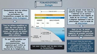 FOMARINIFERES
Ecologie
Les plus grands vivent dans les
endroits tropicaux. Ils vivent à
l'intérieur ou en surface
des sédiments cela s’appelle un
mode de vie benthique, mais
s'adaptent également à une vie
planctonique, c’est le mode de
vie planctonique
Ils sont très sensibles aux
modifications
environnementales : leur
population peut croître ou
décroître fortement en
fonction de la température..
Omniprésents dans les milieux
marins de toutes
les profondeurs, les
foraminifères occupent de très
nombreuses niches écologiques.
Tous les milieux saumâtres ou
salés, des eaux glacées de
l'Antarctique aux récifs de
coraux, des marais aux plaines
abyssales et même des lacs
salés sahariens.
Dans ce cas, ils seront
essentiellement incapable de
supporter de grandes variations
de salinité: ils sont sténohalins.
Ils vivent dans les mers peu
profondes. La profondeur qui leur
est supportable n'est pas
prédéfinie, elle dépend de la
température, de l'oxygénation et
de l'illumination de l'eau.
Les eaux chaudes sont les plus riches
en foraminifères.
 