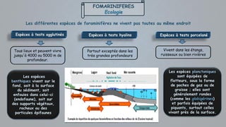 FOMARINIFERES
Ecologie
Les différentes espèces de foraminifères ne vivent pas toutes au même endroit
Espèces à tests agglutinés Espèces à tests hyalins Espèces à tests porcelané
Tous lieux et peuvent vivre
jusqu'à 4000 ou 5000 m de
profondeur.
Partout exceptés dans les
très grandes profondeurs
Vivent dans les étangs,
ruisseaux ou bien rivières
Les espèces planctoniques
sont équipées de
flotteurs, sous la forme
de poches de gaz ou de
graisse ; elles sont
généralement rondes
(comme les globigérines)
et parfois équipées de
piquants, surtout celles
vivant près de la surface.
Les espèces
benthiques vivent sur le
fond, soit à la surface
du sédiment, soit
enfouies dans celui-ci
(endofaune), soit sur
des supports végétaux,
rocheux ou des
particules épifaunes
 