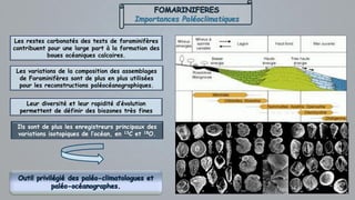 Importances Paléoclimatiques
Les restes carbonatés des tests de foraminifères
contribuent pour une large part à la formation des
boues océaniques calcaires.
Les variations de la composition des assemblages
de Foraminifères sont de plus en plus utilisées
pour les reconstructions paléocéanographiques.
Leur diversité et leur rapidité d’évolution
permettent de définir des biozones très fines
Ils sont de plus les enregistreurs principaux des
variations isotopiques de l’océan, en 13C et 18O.
 