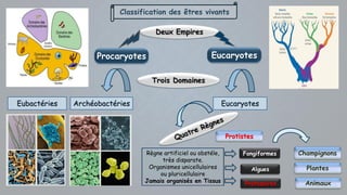 Classification des êtres vivants
Procaryotes Eucaryotes
Deux Empires
Trois Domaines
Eubactéries Archéobactéries
Champignons
Plantes
Animaux
Eucaryotes
Protistes
Règne artificiel ou obstéle,
très disparate.
Organismes unicellulaires
ou pluricellulaire
Jamais organisés en Tissus Protozoires
Algues
Fongiformes
 