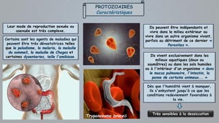 Dès que l'humidité vient à manquer,
ils s'enkystent jusqu'à ce que les
conditions redeviennent favorables à
la vie.
Très sensibles à la dessiccation
Ils vivent exclusivement dans les
milieux aquatiques (doux ou
saumâtres) ou dans les sols humides
ou à l'intérieur d'un organisme « dans
le mucus pulmonaire, l'intestin, la
panse de certains animaux... »
Certains sont les agents de maladies qui
peuvent être très dévastatrices telles
que le paludisme, la malaria, la maladie
du sommeil, la maladie de Chagas et
certaines dysenteries, telle l'amibiase.
Ils peuvent être indépendants et
vivre dans le milieu extérieur ou
vivre dans un autre organisme vivant,
parfois au détriment de ce dernier «
Parasites ».
PROTOZOAIRES
Caractéristiques
Leur mode de reproduction sexuée ou
asexuée est très complexe.
Trypanosoma bruceii
 