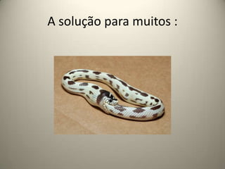 A solução para muitos :