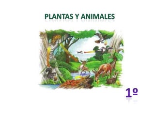 Plantas y animales 1º 