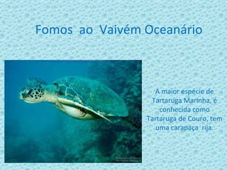 Fomos ao Vaivém Oceanário



                  A maior espécie de
                 Tartaruga Marinha, é
                    conhecida como
                Tartaruga de Couro, tem
                   uma carapaça rija.
 