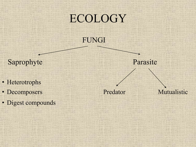 General characteristics of fungi | PPTX | Biological Sciences | Science