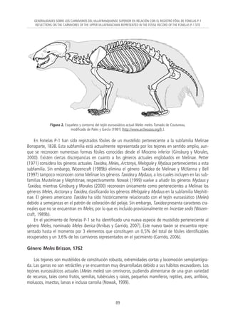 En Fonelas P-1 han sido registrados fósiles de un mustélido perteneciente a la subfamilia Melinae
Bonaparte, 1838. Esta subfamilia está actualmente representada por los tejones en sentido amplio, aun-
que se reconocen numerosas formas fósiles conocidas desde el Mioceno inferior (Ginsburg y Morales,
2000). Existen ciertas discrepancias en cuanto a los géneros actuales englobados en Melinae. Petter
(1971) considera los géneros actuales Taxidea, Meles, Arctonyx, Melogale y Mydaus pertenecientes a esta
subfamilia. Sin embargo, Wozencraft (1989b) elimina el género Taxidea de Melinae y McKenna y Bell
(1997) tampoco reconocen como Melinae los géneros Taxidea y Mydaus, a los cuales incluyen en las sub-
familias Mustelinae y Mephitinae, respectivamente. Nowak (1999) vuelve a añadir los géneros Mydaus y
Taxidea, mientras Ginsburg y Morales (2000) reconocen únicamente como pertenecientes a Melinae los
géneros Meles, Arctonyx y Taxidea, clasificando los géneros Melogale y Mydaus en la subfamilia Mephiti-
nae. El género americano Taxidea ha sido históricamente relacionado con el tejón euroasiático (Meles)
debido a semejanzas en el patrón de coloración del pelaje. Sin embargo, Taxidea presenta caracteres cra-
neales que no se encuentran en Meles, por lo que es incluido provisionalmente en Incertae sedis (Wozen-
craft, 1989b).
En el yacimiento de Fonelas P-1 se ha identificado una nueva especie de mustélido perteneciente al
género Meles, nominado Meles iberica (Arribas y Garrido, 2007). Este nuevo taxón se encuentra repre-
sentado hasta el momento por 3 elementos que constituyen un 0,5% del total de fósiles identificables
recuperados y un 3,6% de los carnívoros representados en el yacimiento (Garrido, 2006).
Género Meles Brisson, 1762
Los tejones son mustélidos de constitución robusta, extremidades cortas y locomoción semiplantígra-
da. Las garras no son retráctiles y se encuentran muy desarrolladas debido a sus hábitos excavadores. Los
tejones euroasiáticos actuales (Meles meles) son omnívoros, pudiendo alimentarse de una gran variedad
de recursos, tales como frutos, semillas, tubérculos y raíces, pequeños mamíferos, reptiles, aves, anfibios,
moluscos, insectos, larvas e incluso carroña (Nowak, 1999).
89
GENERALIDADES SOBRE LOS CARNÍVOROS DEL VILLAFRANQUIENSE SUPERIOR EN RELACIÓN CON EL REGISTRO FÓSIL DE FONELAS P-1
REFLECTIONS ON THE CARNIVORES OF THE UPPER VILLAFRANCHIAN REPRESENTED IN THE FOSSIL RECORD OF THE FONELAS P-1 SITE
Figura 2. Esqueleto y contorno del tejón euroasiático actual Meles meles. Tomado de Coutureau,
modificado de Pales y García (1981) (http://www.archeozoo.org/fr.).
05 12/6/08 07:34 Página 89
 