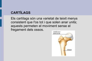 CARTÍLAGS
Els cartílags són una varietat de teixit menys
consistent que l'os tot i que solen anar units;
aquests permeten el moviment sense el
fregament dels ossos.

 