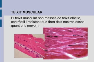 TEIXIT MUSCULAR
El teixit muscular són masses de teixit elàstic,
contràctil i resistent que tiren dels nostres ossos
quant ens movem.

 