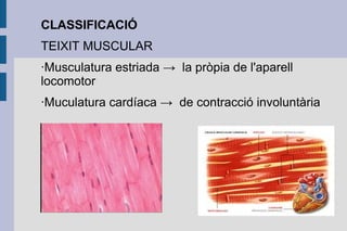 CLASSIFICACIÓ
TEIXIT MUSCULAR
·Musculatura estriada → la pròpia de l'aparell
locomotor
·Muculatura cardíaca → de contracció involuntària

 
