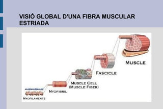VISIÓ GLOBAL D'UNA FIBRA MUSCULAR
ESTRIADA

 