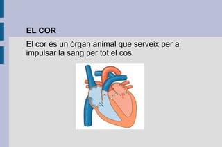 EL COR
El cor és un òrgan animal que serveix per a
impulsar la sang per tot el cos.

 