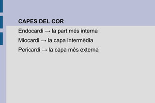 CAPES DEL COR
Endocardi → la part més interna
Miocardi → la capa intermèdia
Pericardi → la capa més externa

 