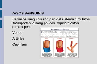 VASOS SANGUINIS
Els vasos sanguinis son part del sistema circulatori
i transporten la sang pel cos. Aquests estan
formats per:
·Venes
·Artèries
·Capil·lars

 
