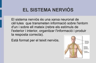 EL SISTEMA NERVIÓS
El sistema nerviós és una xarxa neuronal de
cèl·lules que transmeten informació sobre l'entorn
d'un i sobre ell mateix (rebre els estímuls de
l'exterior i interior, organitzar l'informació i produir
la resposta correcta).
Està format per el teixit nerviós.

 