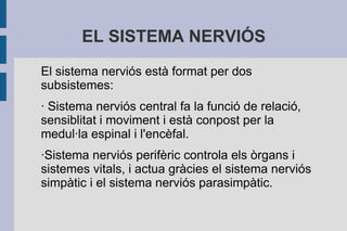 EL SISTEMA NERVIÓS
El sistema nerviós està format per dos
subsistemes:
· Sistema nerviós central fa la funció de relació,
sensiblitat i moviment i està conpost per la
medul·la espinal i l'encèfal.
·Sistema nerviós perifèric controla els òrgans i
sistemes vitals, i actua gràcies el sistema nerviós
simpàtic i el sistema nerviós parasimpàtic.

 