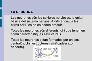 LA NEURONA
Les neurones són les cel·lules nervioses, la unitat
bàsica del sistema nerviós. A diferència de les
altres cel·lules no es poden produir.
Totes les neurones són diferents tot i que tenen en
comu característiques estructurals.
Totes les neurones estan formades per un cos
central(nucli) i estructures ramificades(axó i
dendrita).

 
