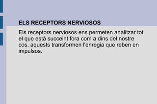 ELS RECEPTORS NERVIOSOS
Els receptors nerviosos ens permeten analitzar tot
el que està succeint fora com a dins del nostre
cos, aquests transformen l'enregia que reben en
impulsos.

 