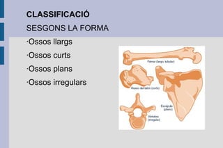 CLASSIFICACIÓ
SESGONS LA FORMA
·Ossos llargs
·Ossos curts
·Ossos plans
·Ossos irregulars

 