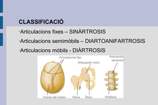 CLASSIFICACIÓ
·Articulacions fixes – SINÀRTROSIS
·Articulacions semimòbils – DIARTOANIFARTROSIS
·Articulacions mòbils - DIÀRTROSIS

 
