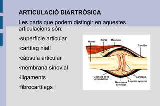 ARTICULACIÓ DIARTRÒSICA
Les parts que podem distingir en aquestes
articulacions són:
·superfície articular
·cartílag hialí
·càpsula articular
·membrana sinovial
·lligaments
·fibrocartílags

 